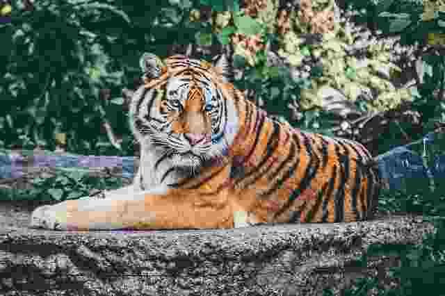 Tiger-Baagh-Animals name in Hindi