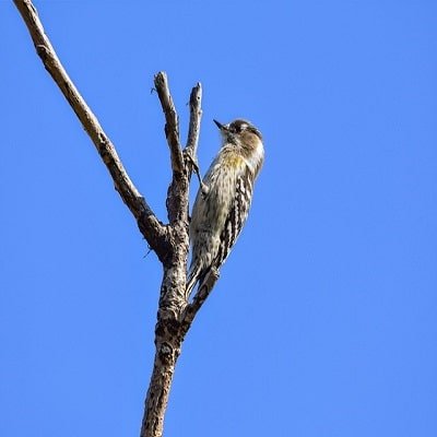 Woodpecker