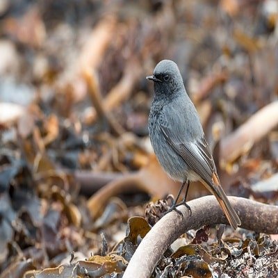 Black Redstart