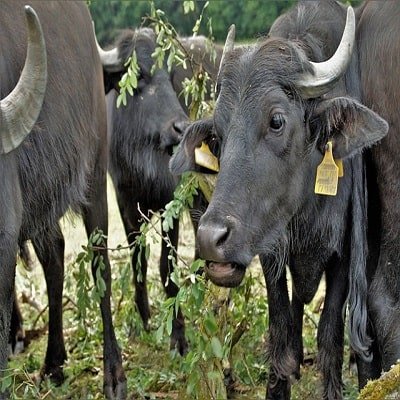 Female Buffalo