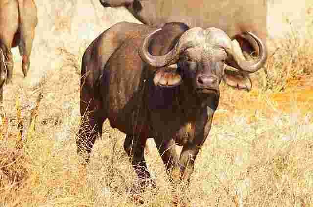 Buffalo-Baisn-Animals name in Hindi