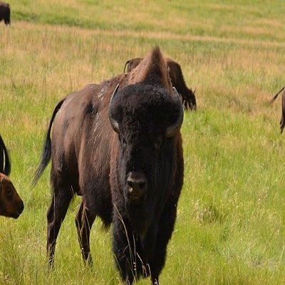 Male Buffalo