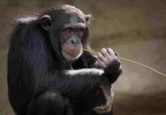 Chimpanzee-Chimpanzee-Animals name in Hindi