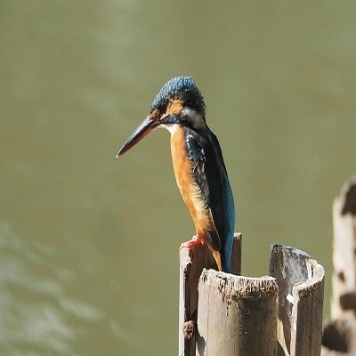 King Fisher