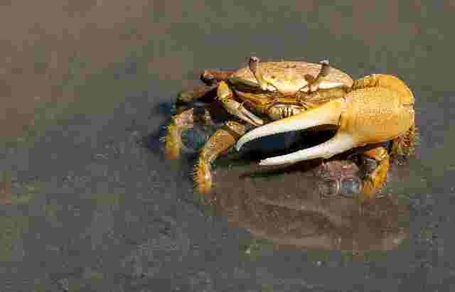 Crab-Kenkada-Animals name in Hindi