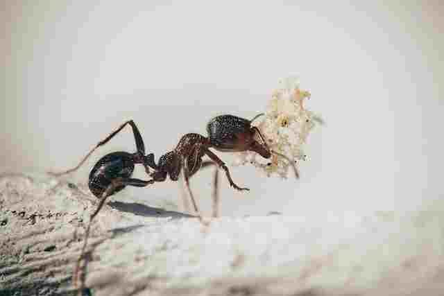 Ant-Cheentee-Animals name in Hindi