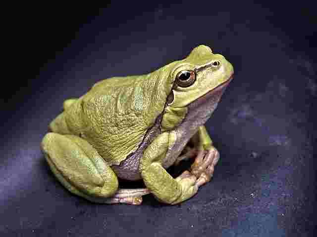 Frog-Mendak-Animals name in Hindi