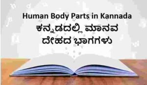 Human Body Parts in Kannada and English,Translation in Kannada
