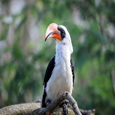 Hornbill