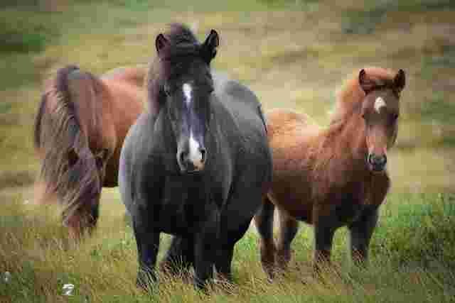 Horse-Godaa-Animals name in Hindi