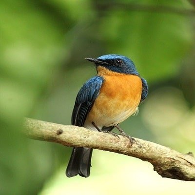 Flycatcher bird