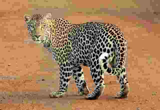 Leopard-Cheetha-Animals name in Hindi