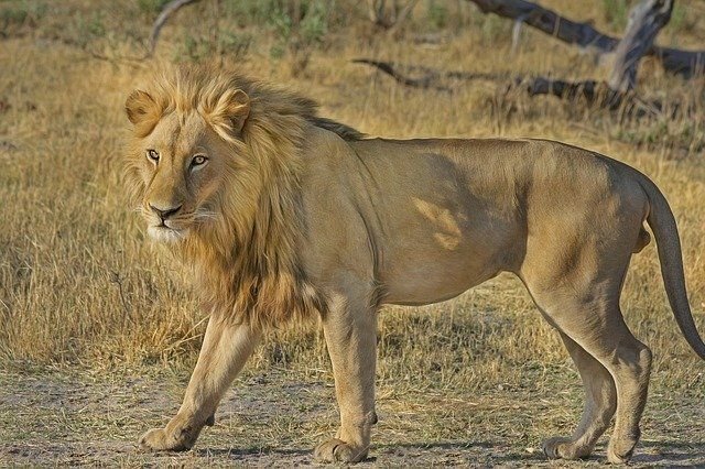 Lion-Sher-Animals name in Hindi
