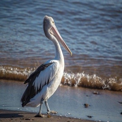 Pelicans