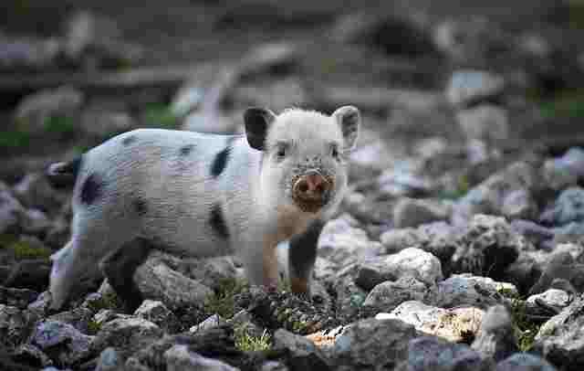 Pig-Suar-Animals name in Hindi