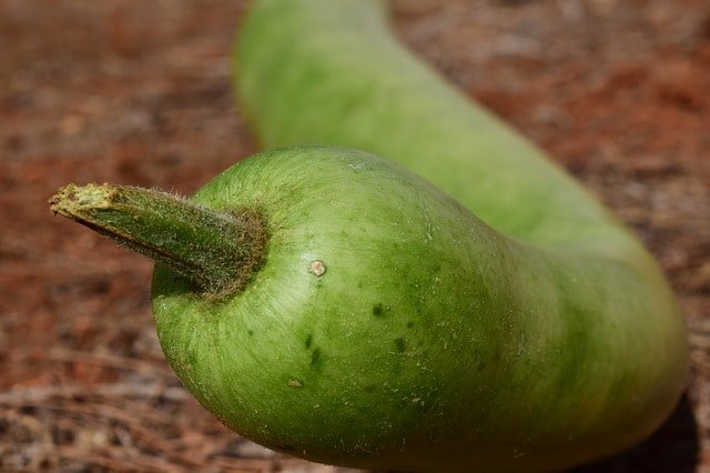 Bottle gourd