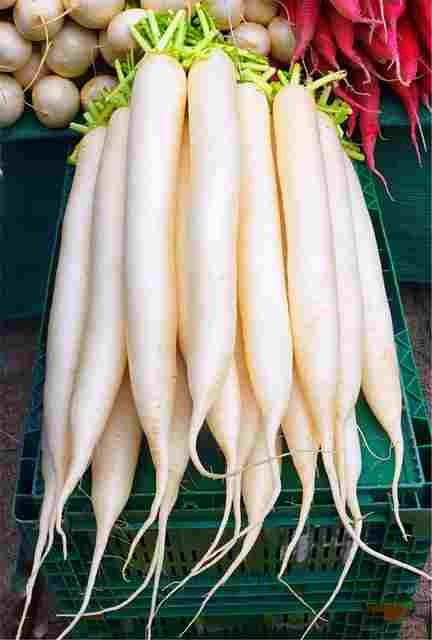 Vegetables Names in Hindi-Radish-Moolee