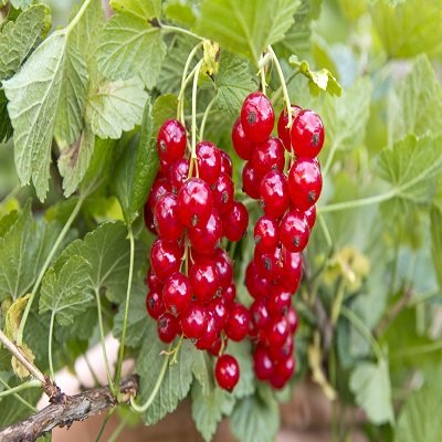 Redcurrant