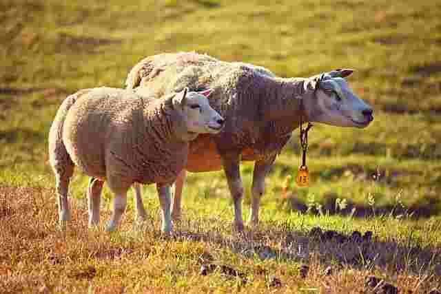 Sheep-Bhed-Animals name in Hindi