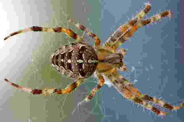 Spider-Makadi-Animals name in Hindi