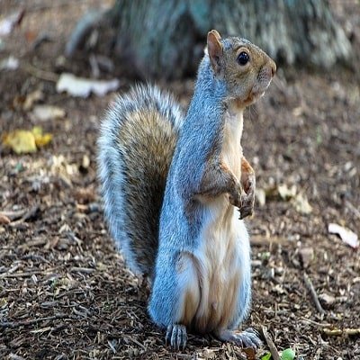 Squirrel