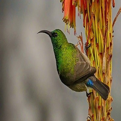 Sunbird