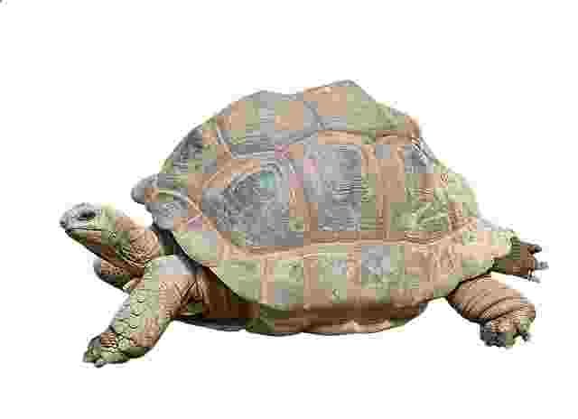 Tortoise-Kachuha-Animals name in Hindi