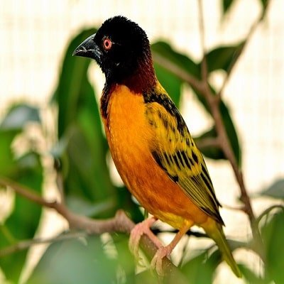 Weaver bird