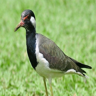 Jacana bird