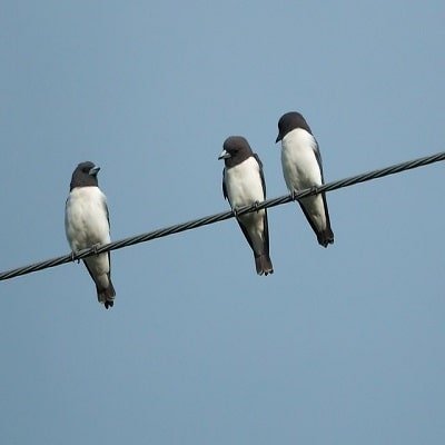 woodswallows