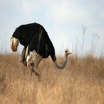 Ostrich