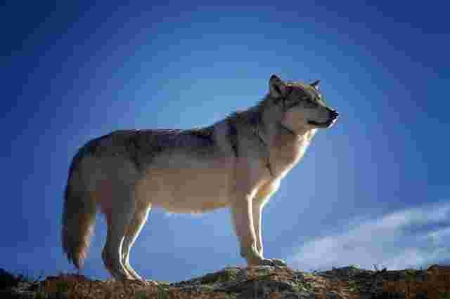 Wolf-Baidia-Animals name in Hindi