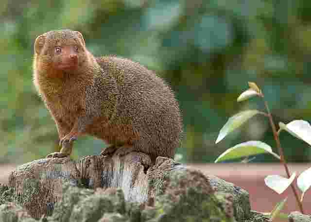 Mongoose-Navel-Animals name in Hindi