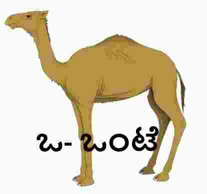 Onte-Camel